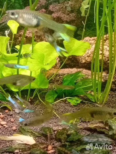 Гуппи эндлера кровавое сердце