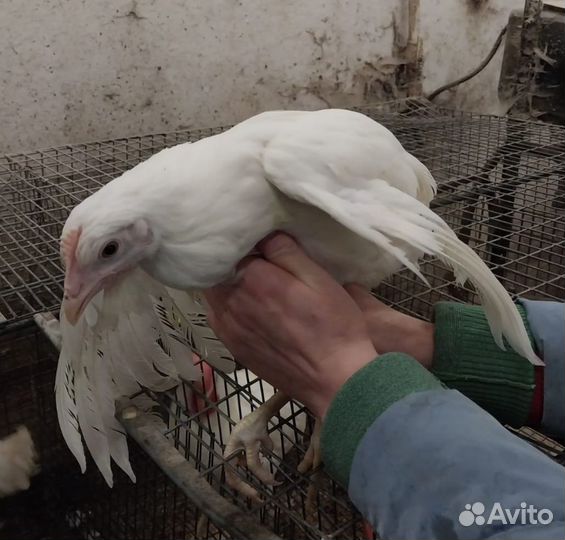 Куры несушки,молодки, петухи