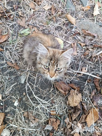 Котята в добрые руки бесплатно