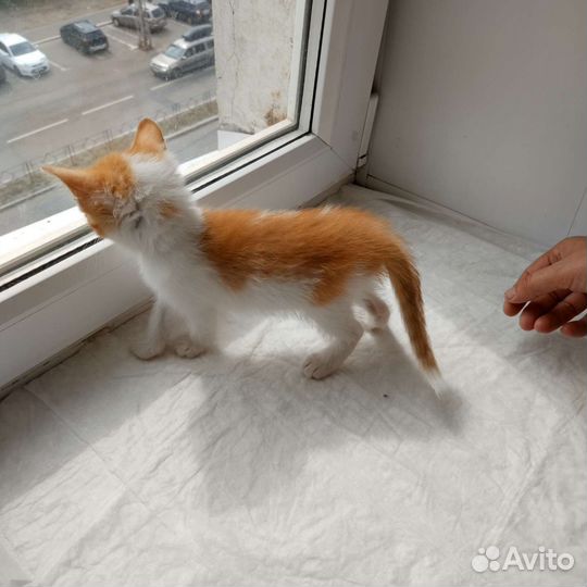 Солнечный мальчик