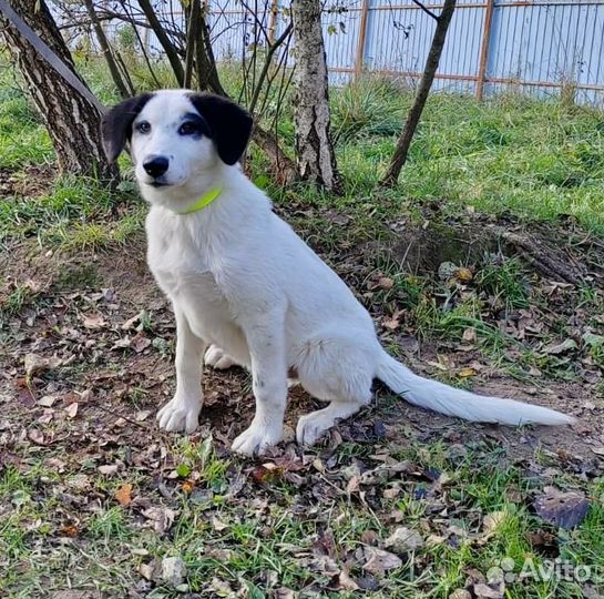 Щенок мальчик Бим в добрые руки