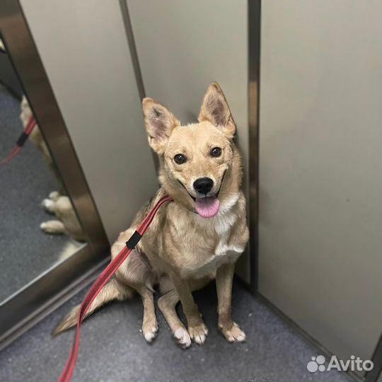 Небольшая якутская собачка