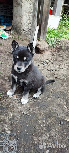 Сибирский хаски