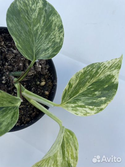 Эпипремнум Марбл Квин (Epipremnum Marble Queen)