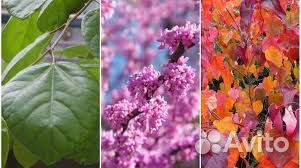 Церсис канадский