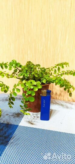 Пилея мелколистная