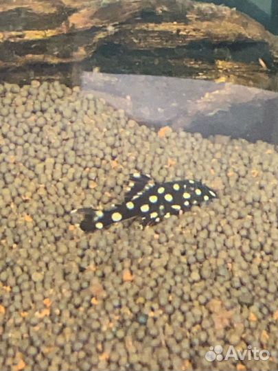 Номерной сом L201