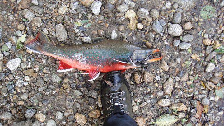 Рыбалка и отдых на Камчатке