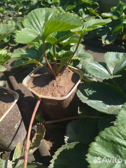 Рассада клубники