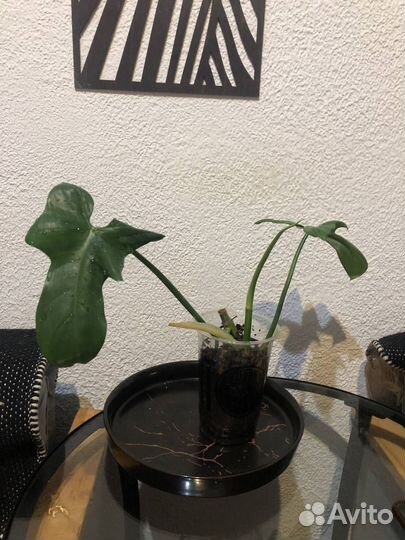 Филодендрон Элеганс