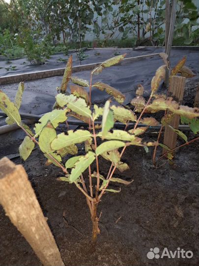 Плодовые кустарники