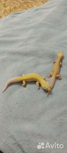 Геккон эублефары