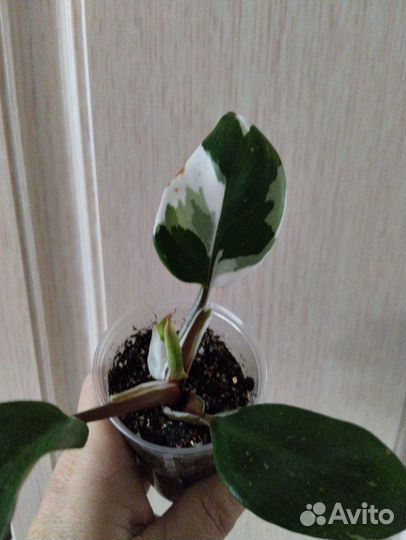 Филодендрон