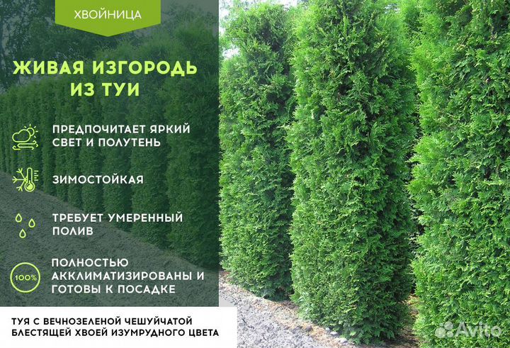 Туя для изгороди