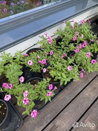 Петуния ампельная рассада