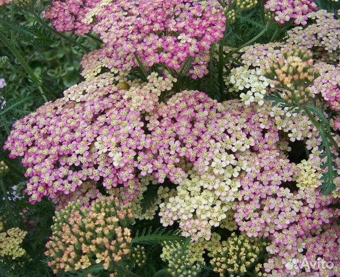 Растения для вашей дачи