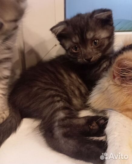 Котята в добрые руки приучены к лотку