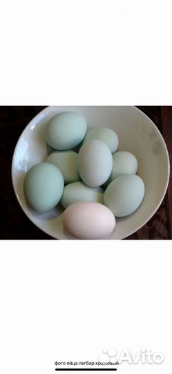 Инкубационное яйцо кур