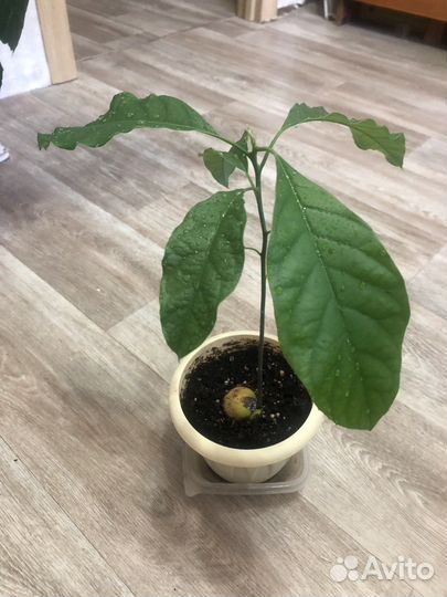 Продам авокадо растение
