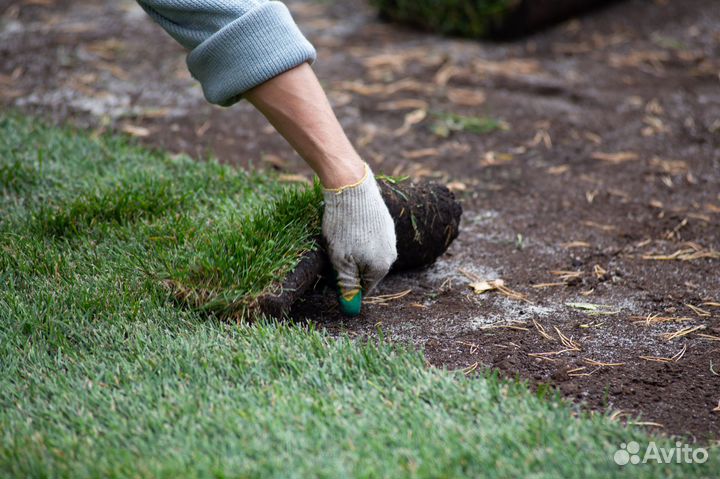 Рулонный газон