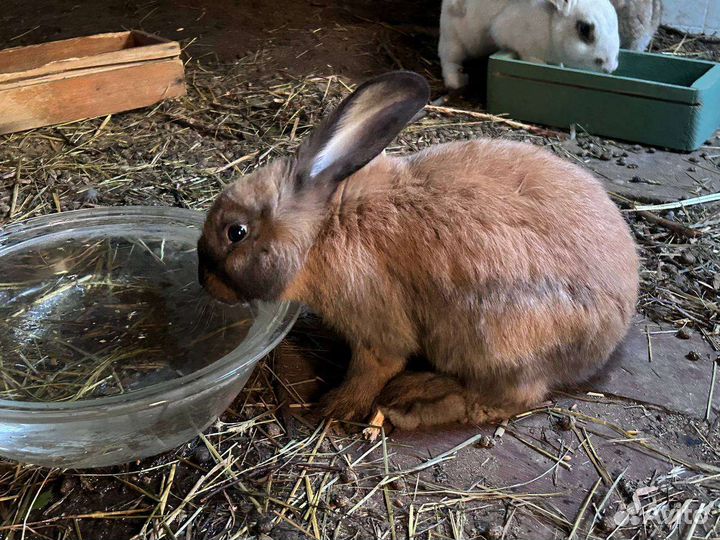 Нубийские козлик и козочка, альпийский козлик