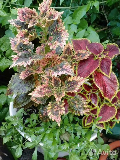 Черенки колеуса