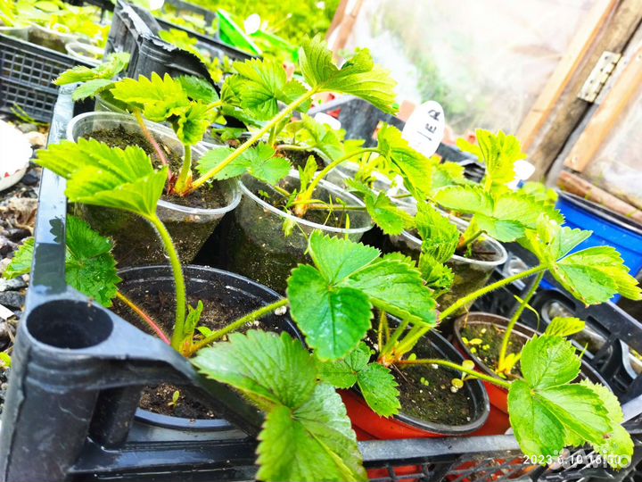 Рассада клубники