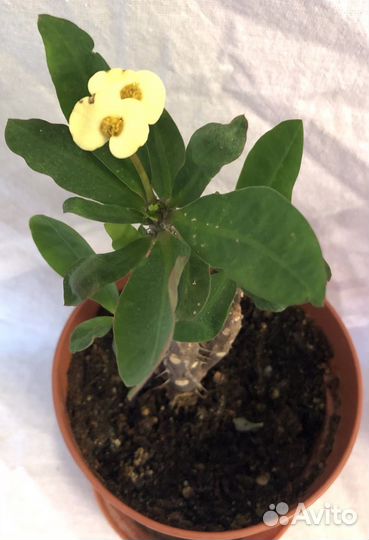 Эуфорбия, молочай Милли