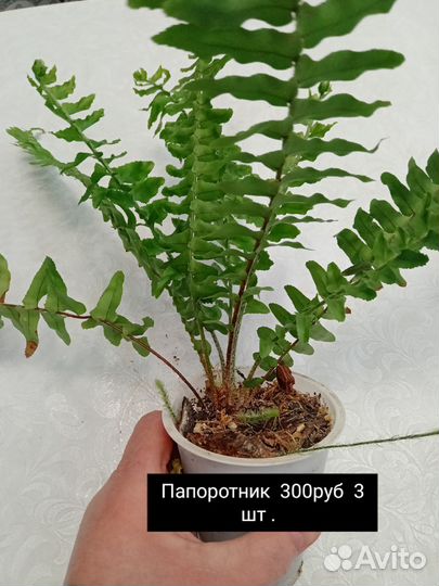 Комнатные растения