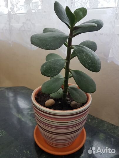 Денежное дерево красивый горшок подставка, Дагомыс
