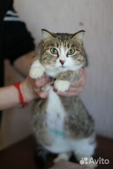 Амина в добрые руки