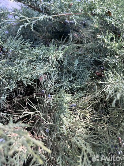 Коробка с можжевельником