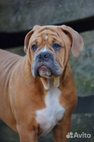 Староанглийский бульдог