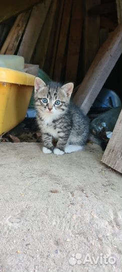 Кошки бесплатно