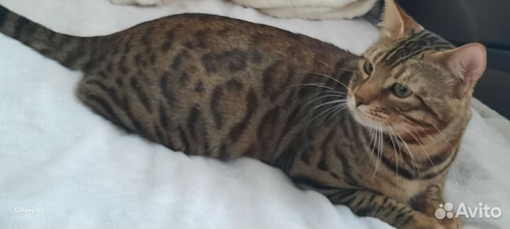 Бенгальский кот бесплатно