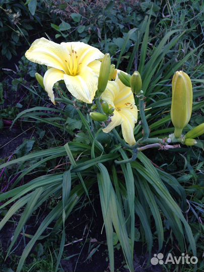 Лилейники сортовые, пионы, флоксы, ирисы