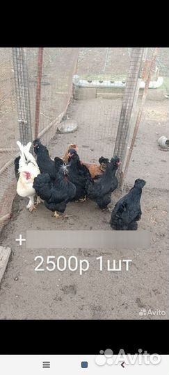 Хохлатые куры