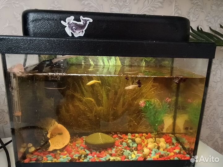 Аквариум