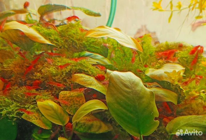 Аквариумные рыбки,креветки вишневая(черри)