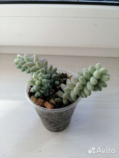 Суккулент Седум Буррито