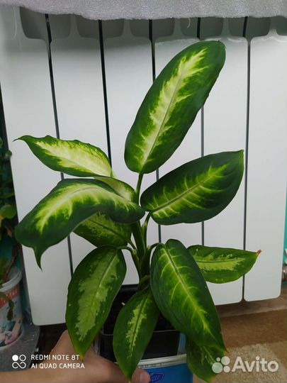 Диффенбахия