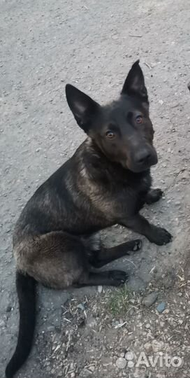 Потерялась собака