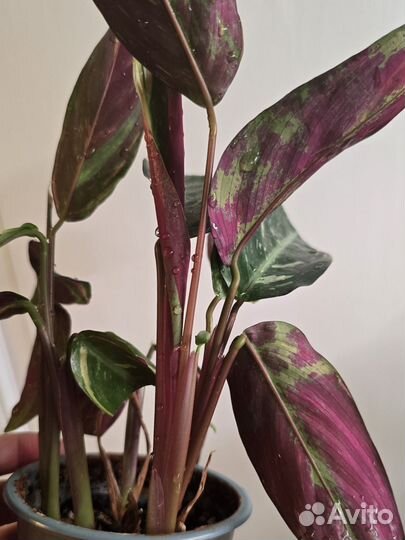 Строманта magic star