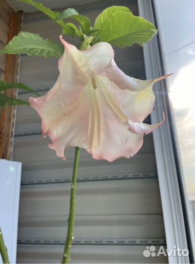 Бругмансия розовая черенки