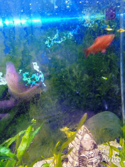 Аквариумные рыбки