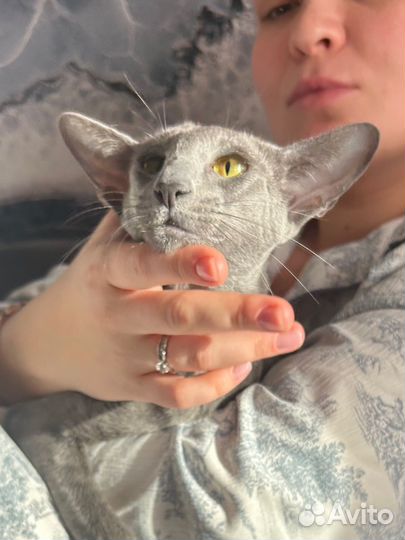 Кошка для съемок