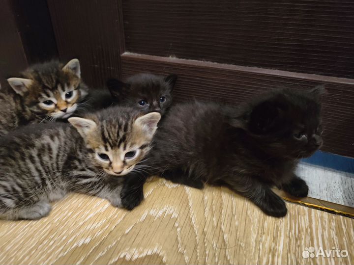 Котята в добрые руки