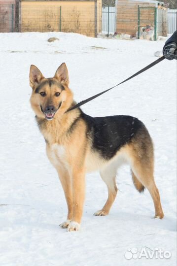 Красивая собака ищет дом в добрые руки