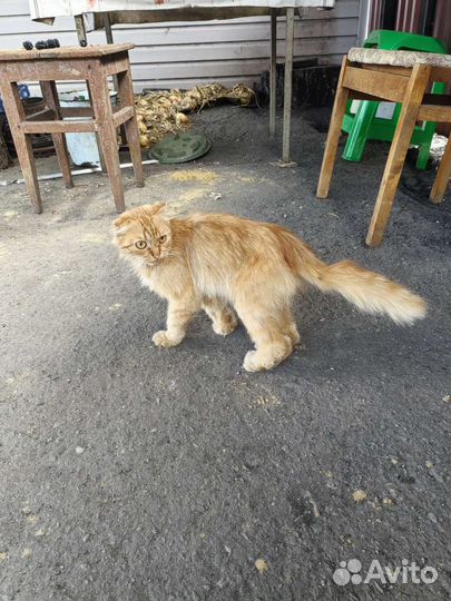 Кот рыжий молодой