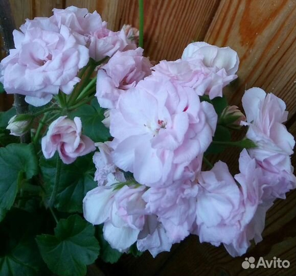 Пеларгония герань сортовая